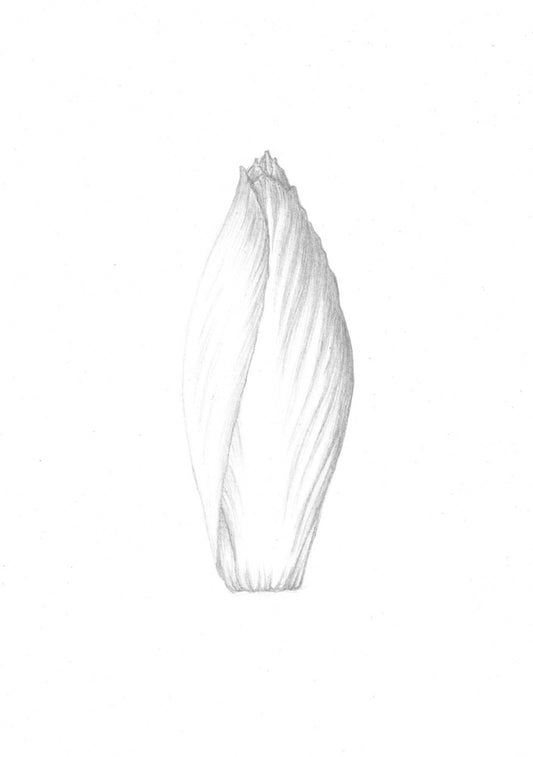 Ceci n’est pas une pas une endive