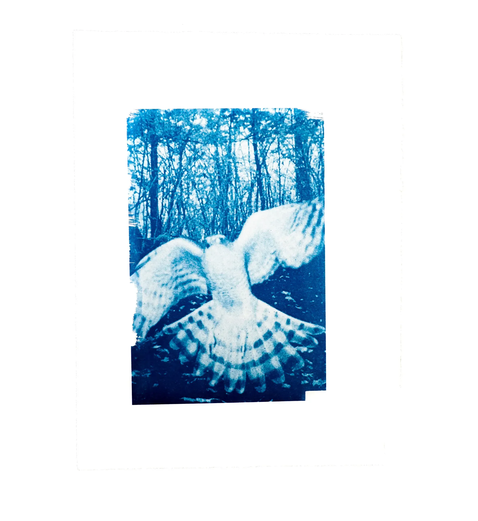 Cyanotype — mise en situation