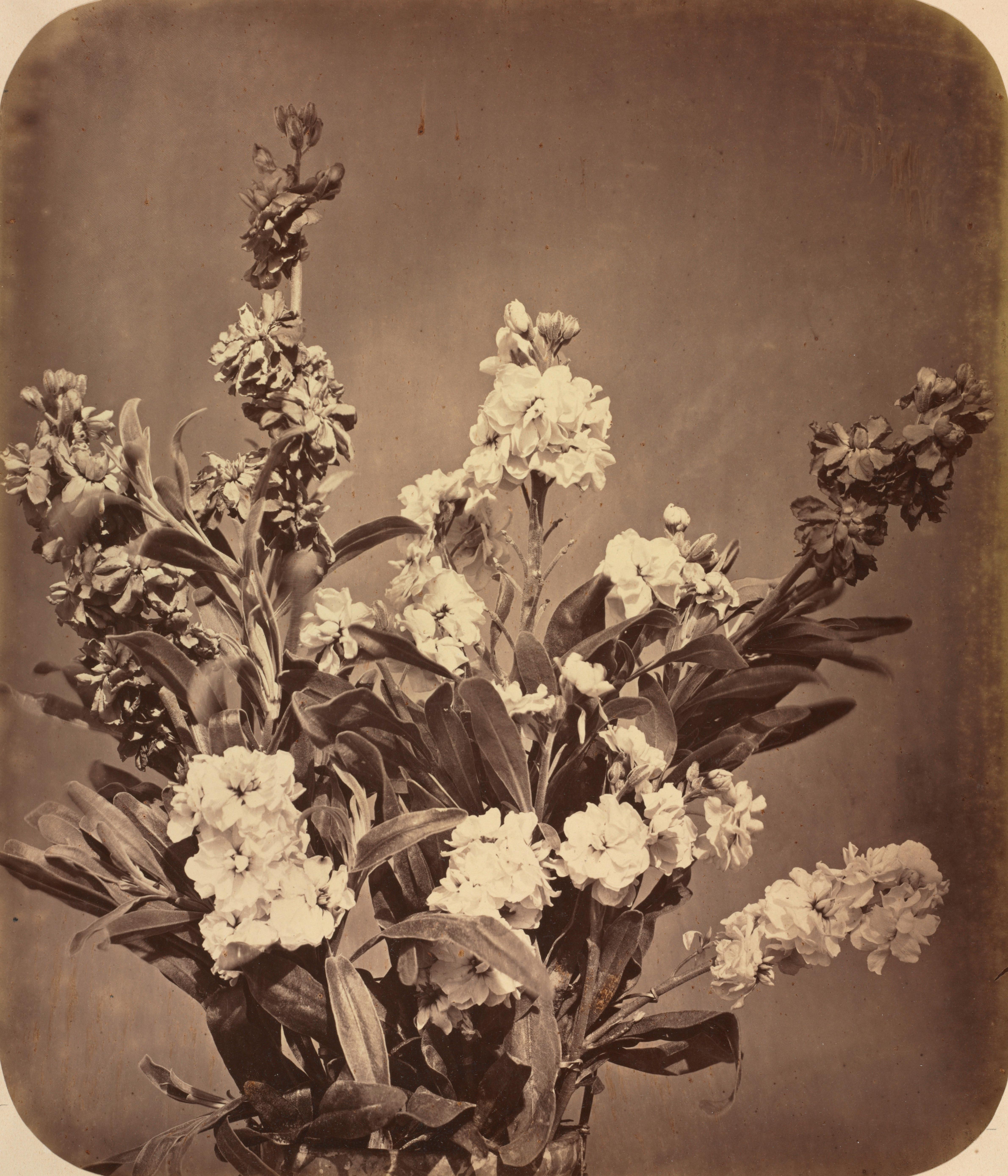 Bouquet — Adolphe Braun