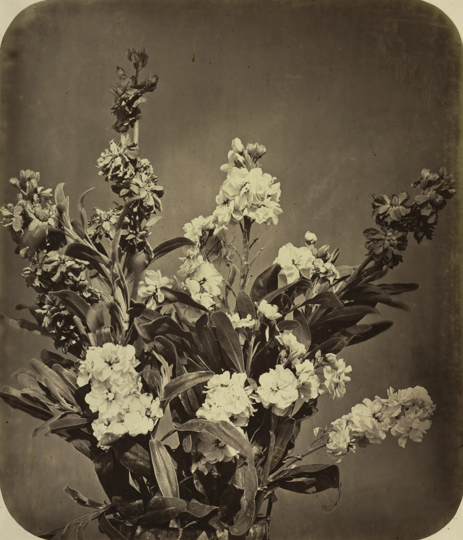 Bouquet — Adolphe Braun