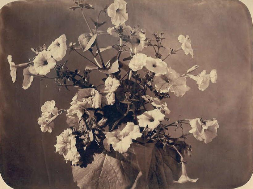 Flower Study — Adolphe Braun