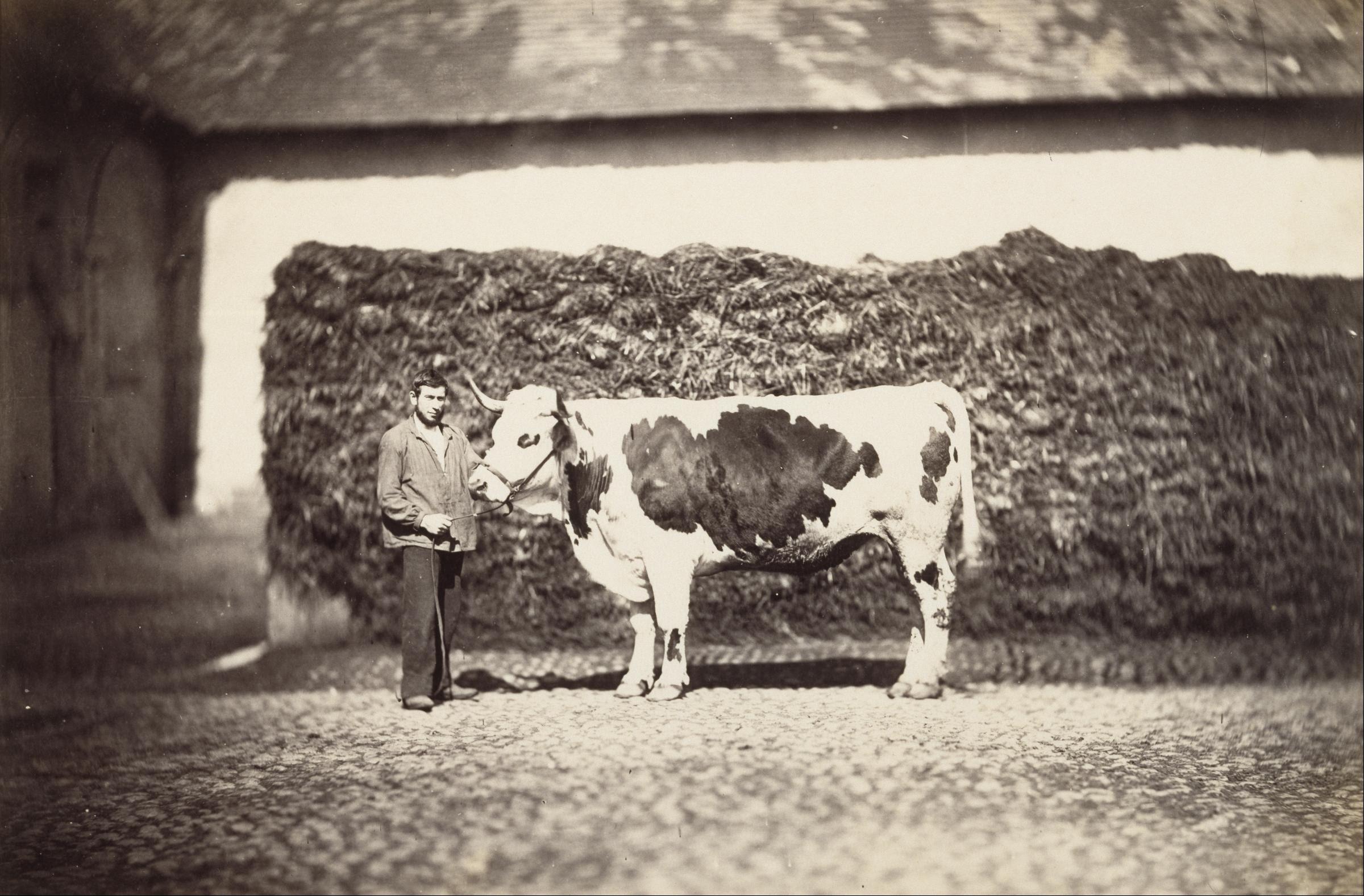 Prize Bull — Adolphe Braun