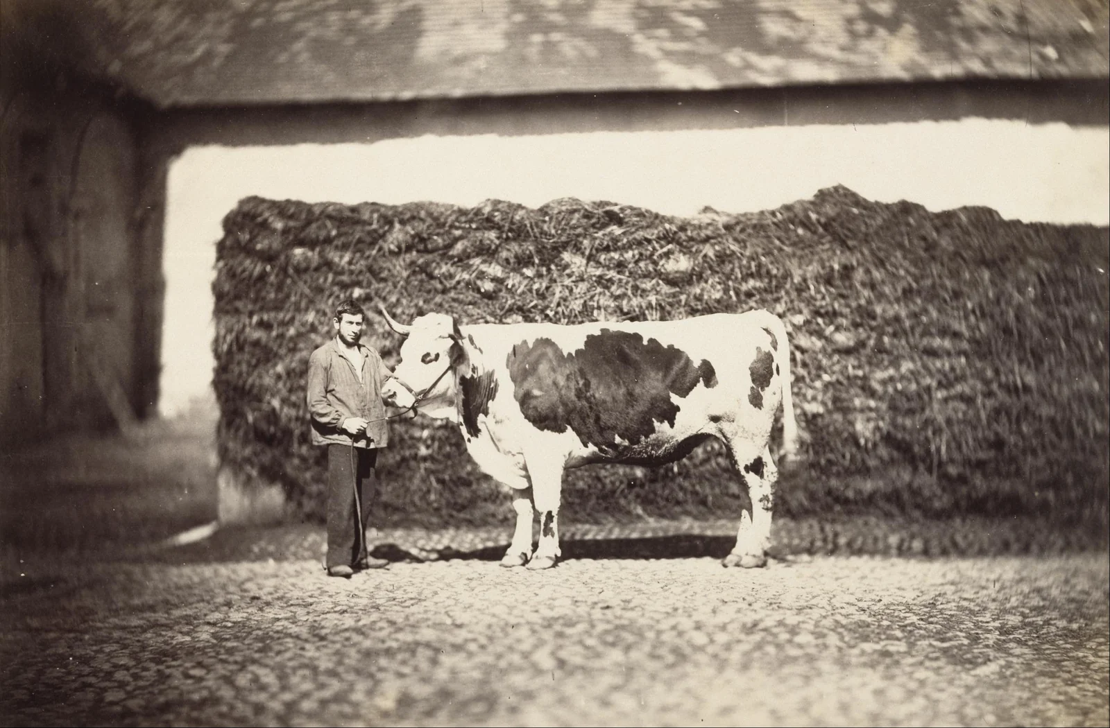 Taureau primé — Adolphe Braun