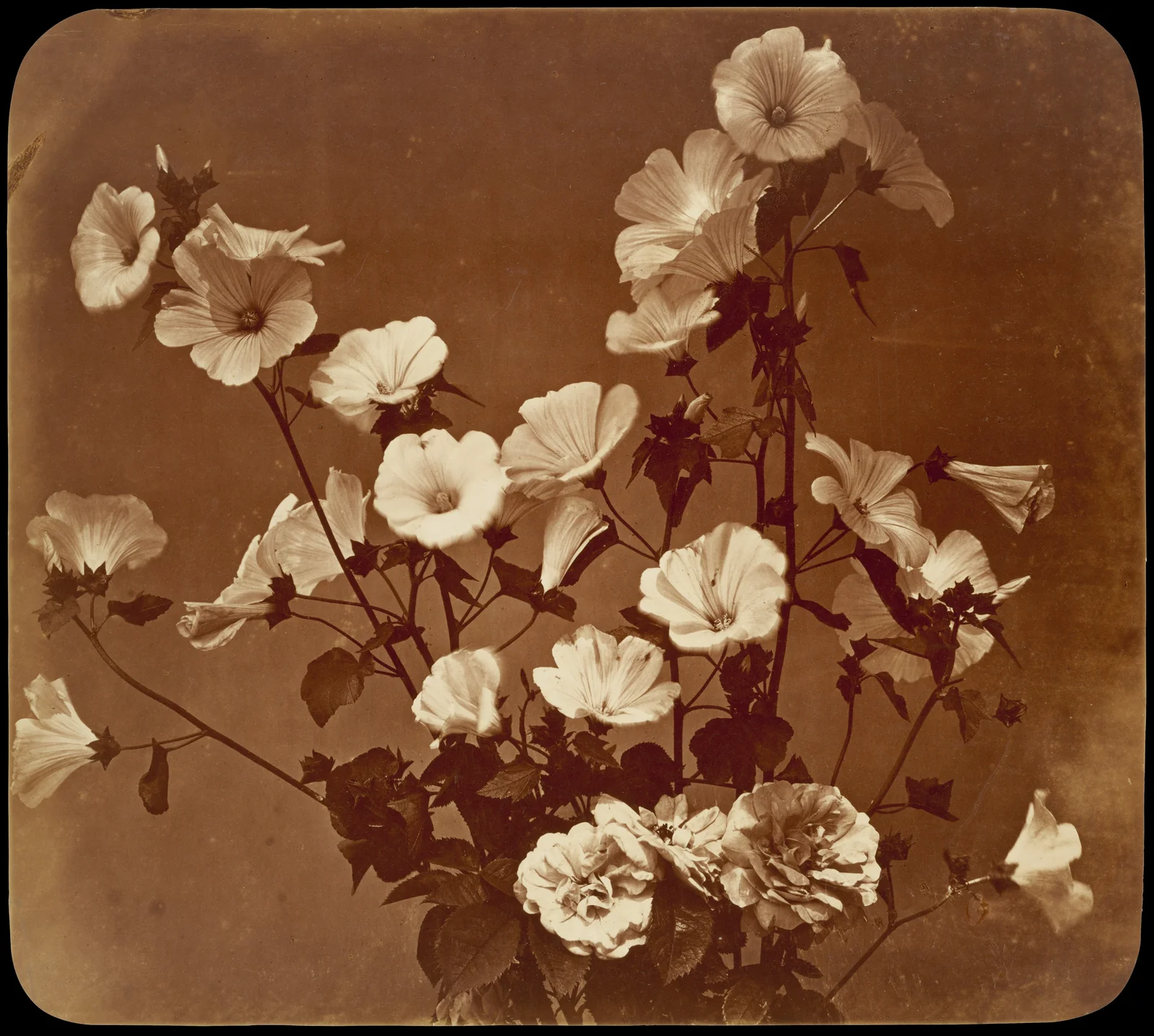 Adolphe Braun