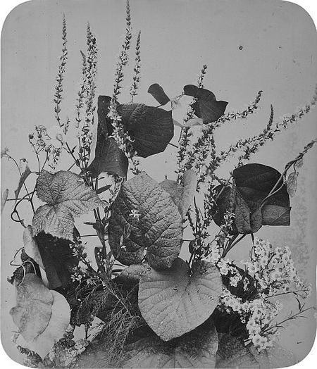 Fleurs sauvages et feuilles — Adolphe Braun
