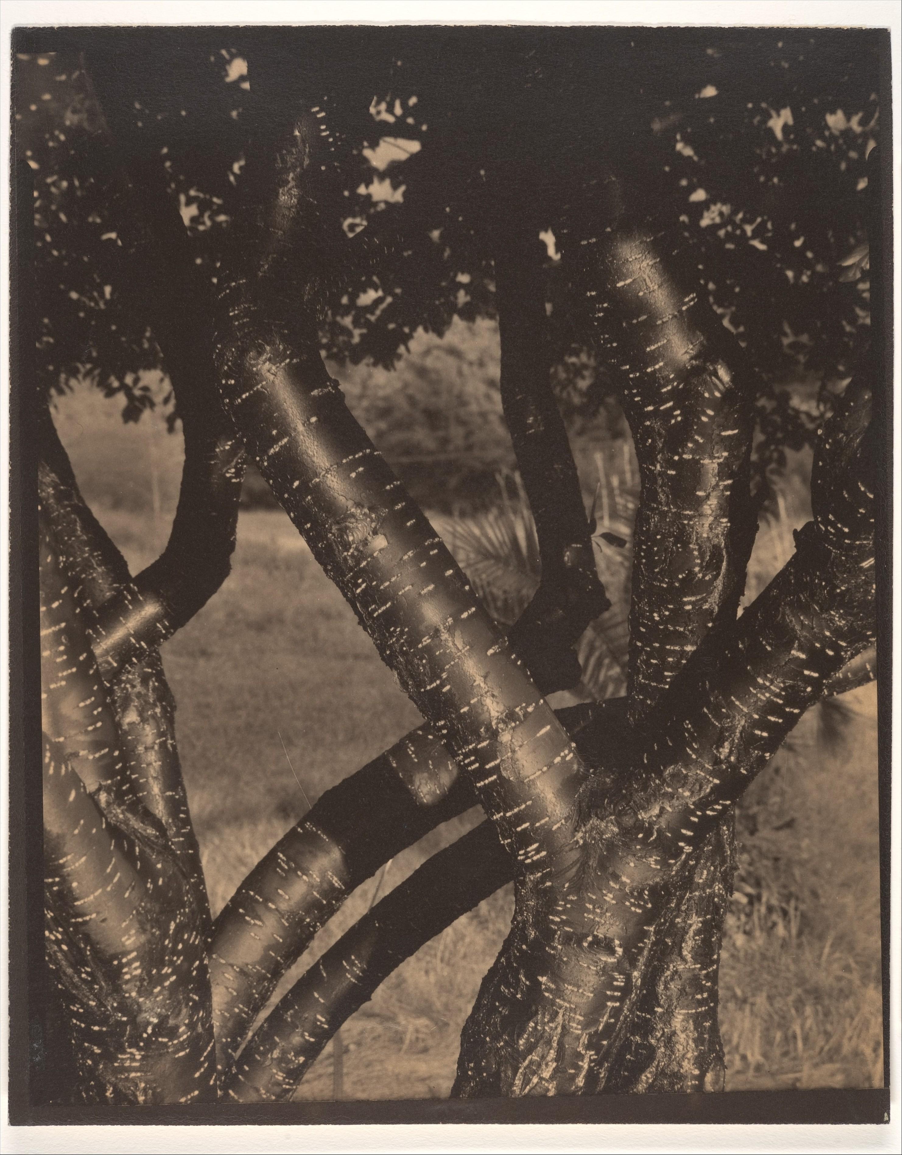 Les Arbres dansants — Alfred Stieglitz