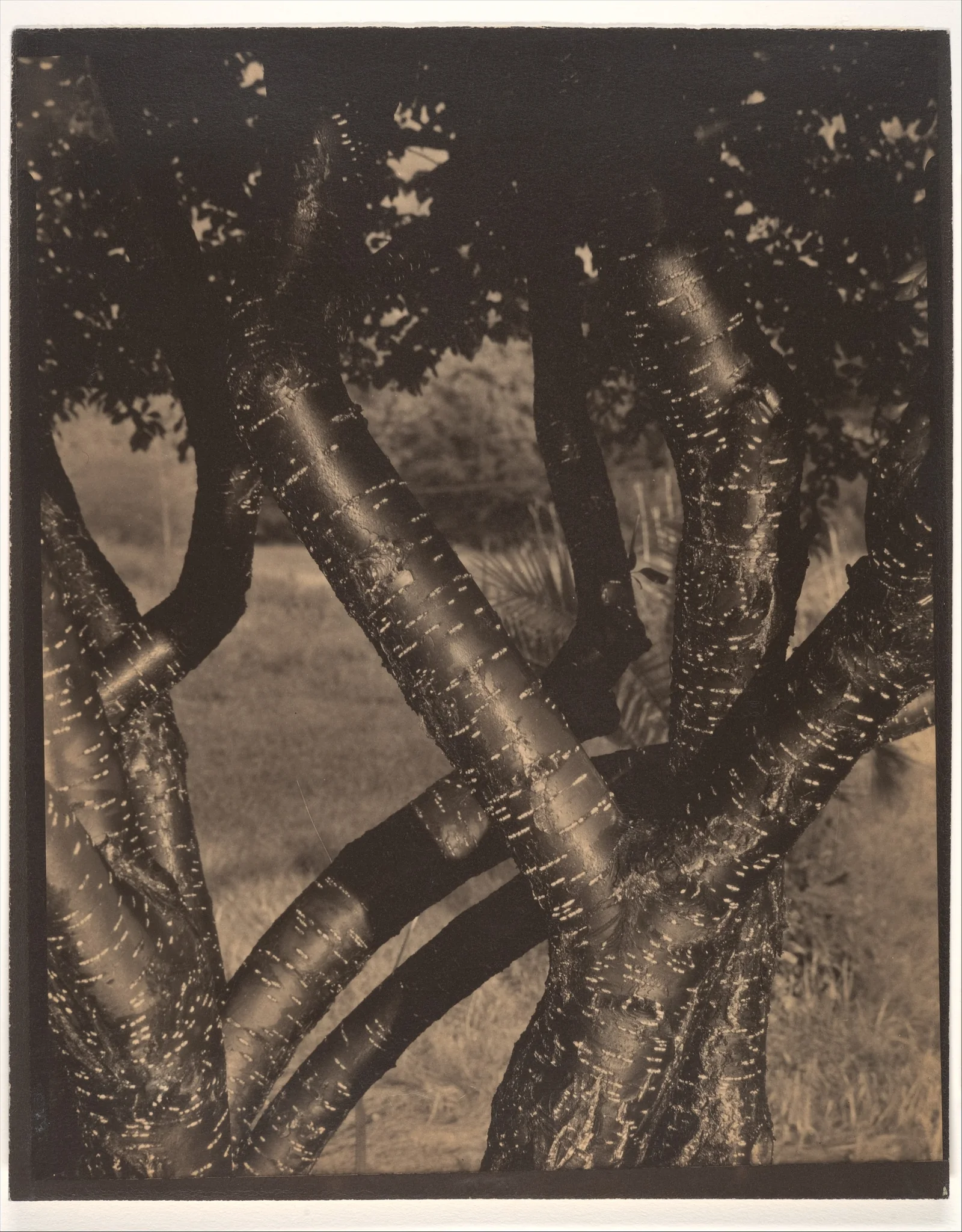 The Dancing Trees — Alfred Stieglitz