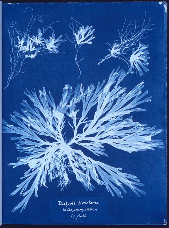 British Algae — composition (multi-specimen plate) — Anna Atkins