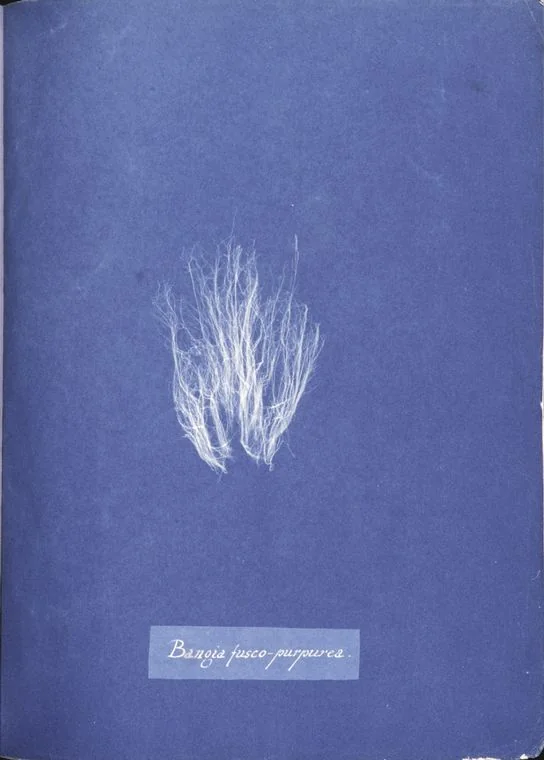 Bangia fusco-purpurea — Anna Atkins