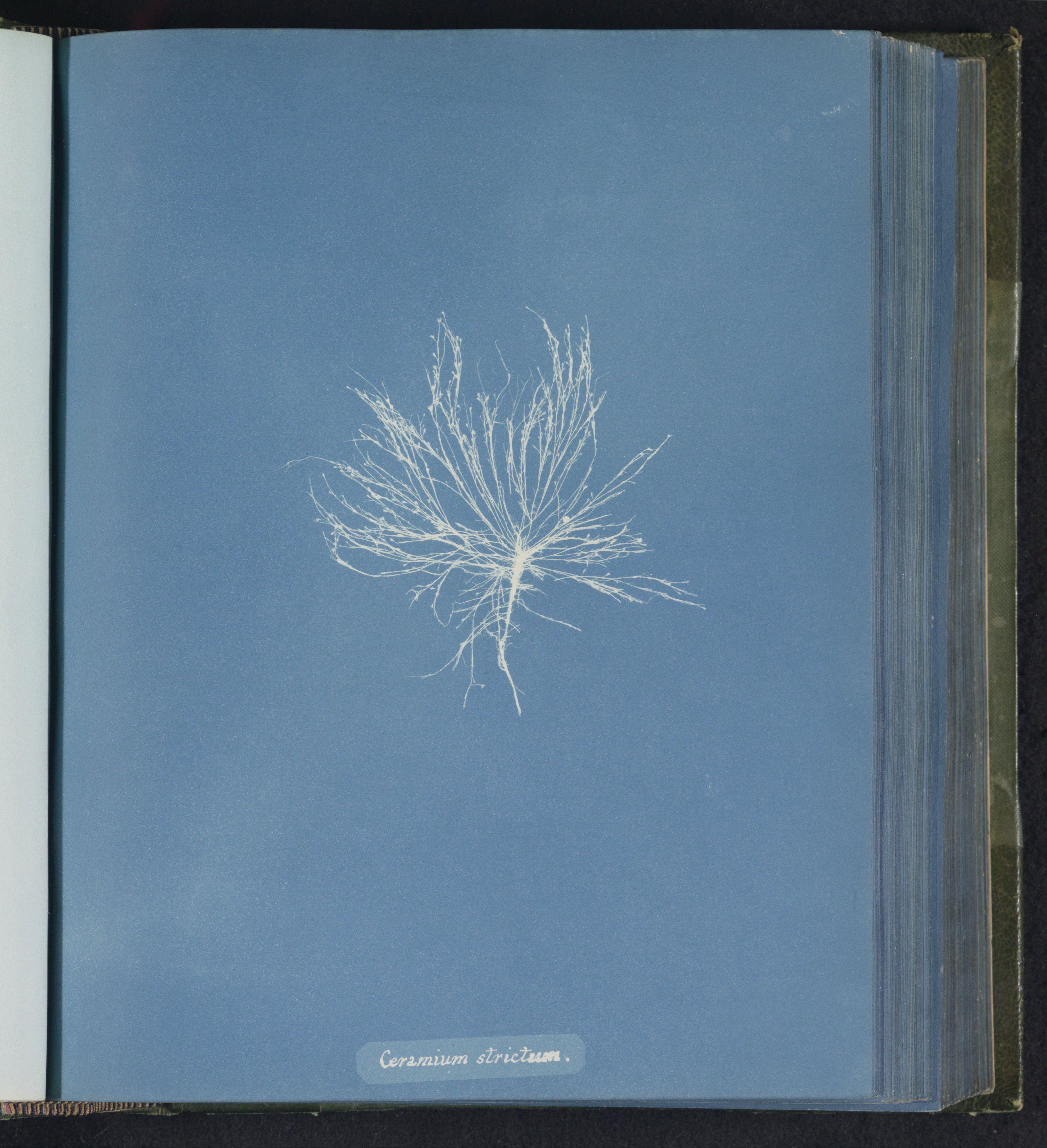 Ceramium strictum — Anna Atkins