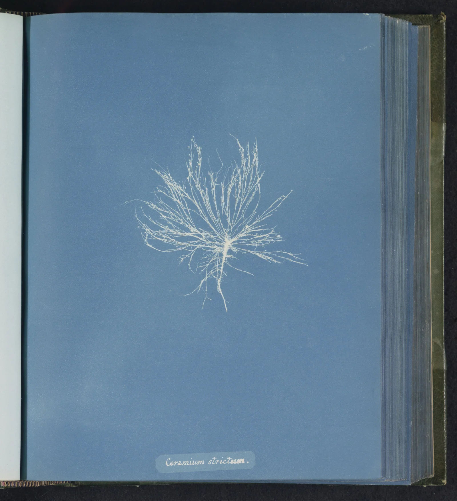 Ceramium strictum — Anna Atkins