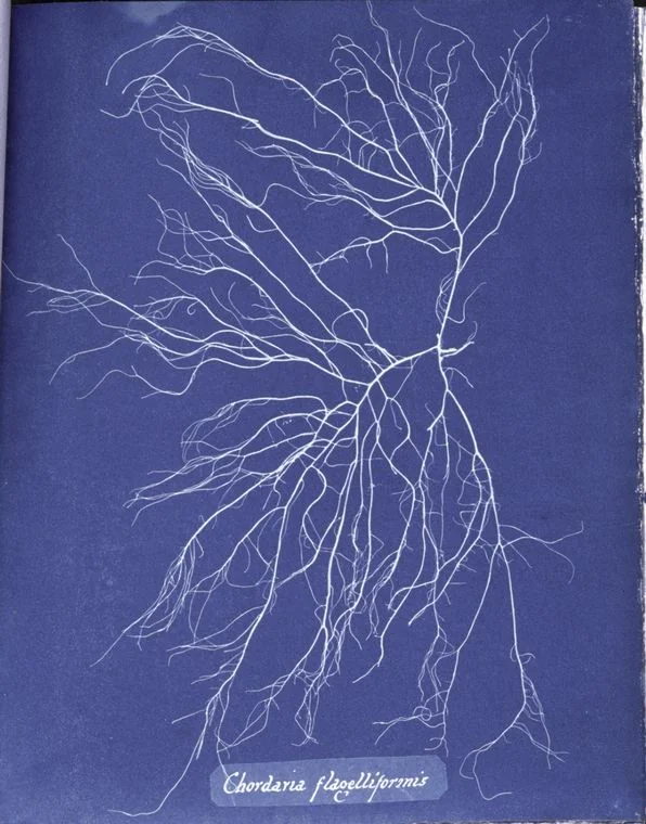 Chordaria flagelliformis — Anna Atkins