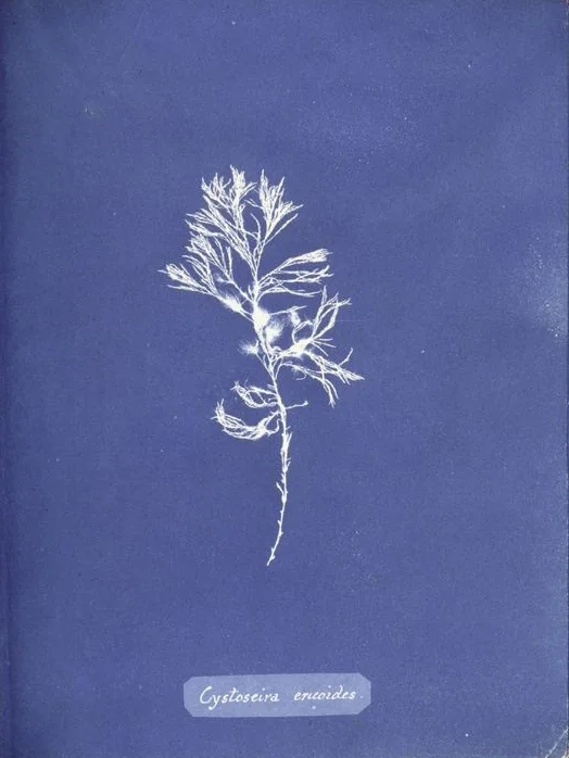 Cystoseira ericoides — Anna Atkins
