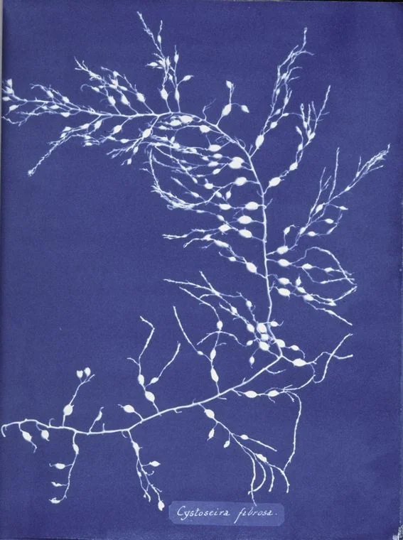 Cystoseira fibrosa — Anna Atkins