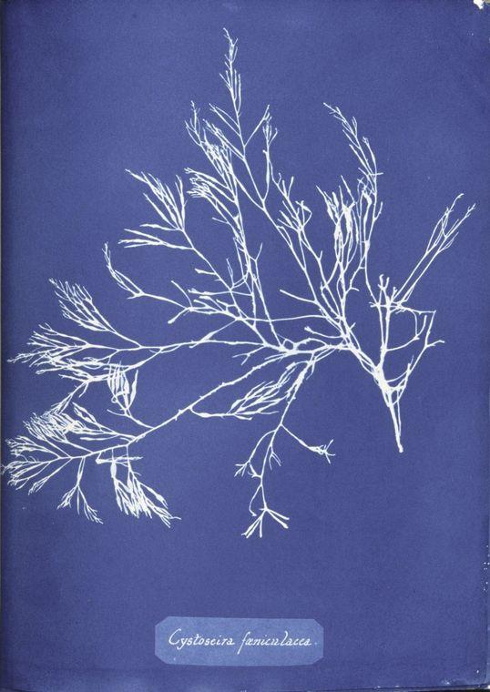 Cystoseira foeniculacea — Anna Atkins