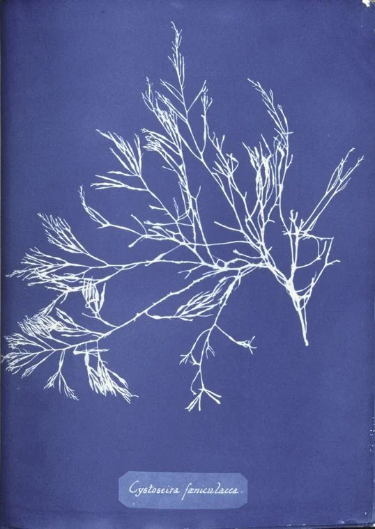 Cystoseira foeniculacea — Anna Atkins