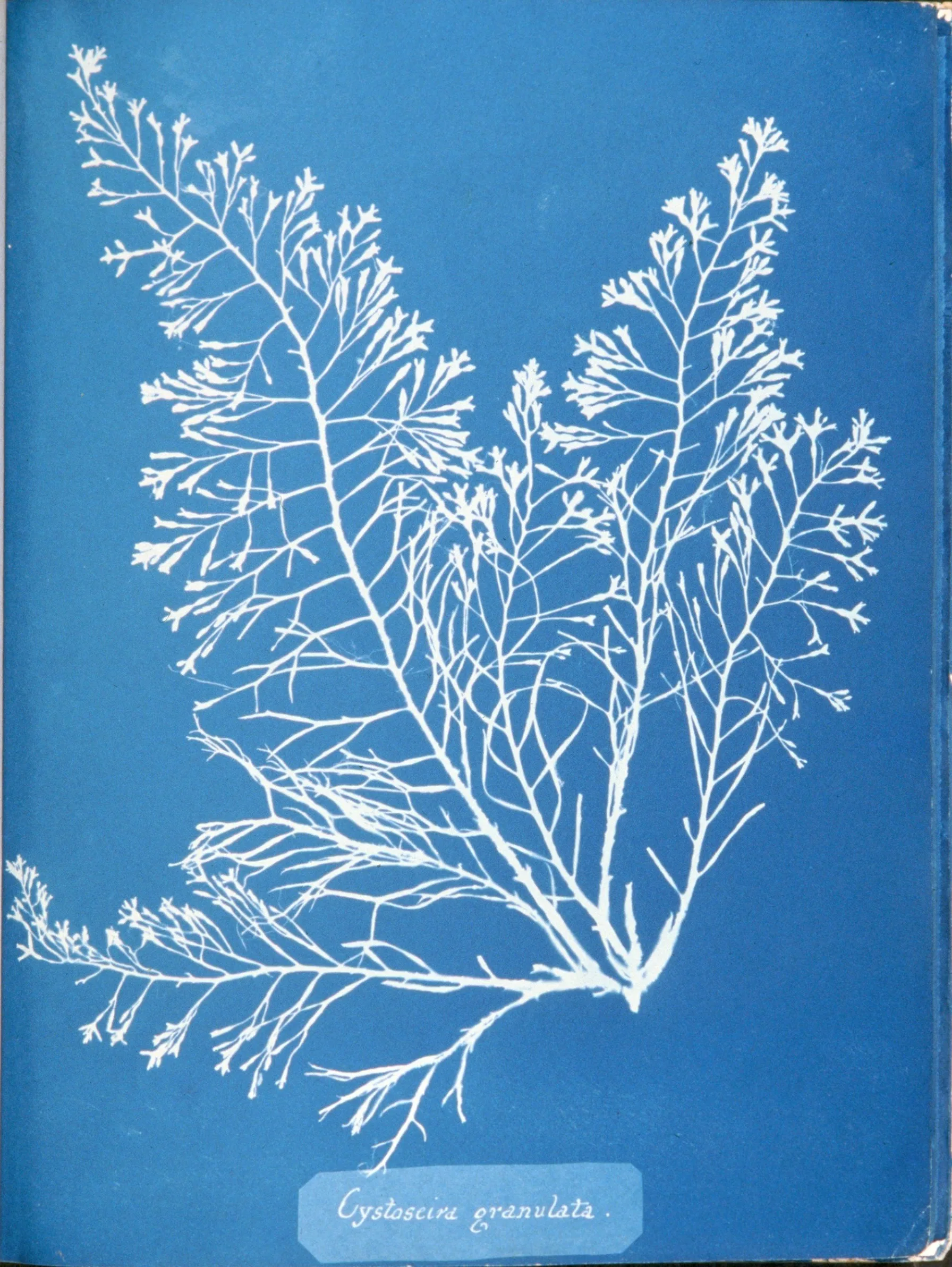 Cystoseira granulata — Anna Atkins