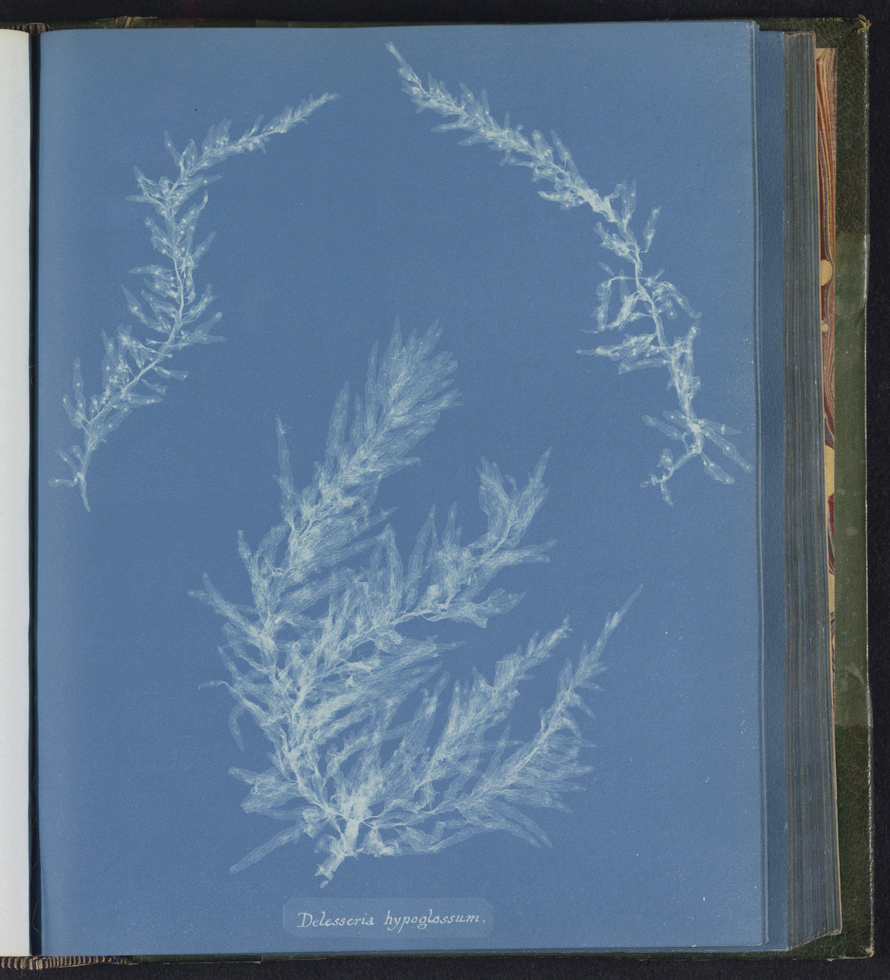 Delesseria hypoglossum — Anna Atkins