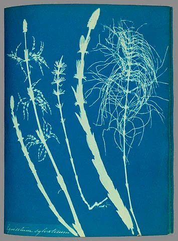 Equisetum sylvaticum (Prêle des bois) — Anna Atkins