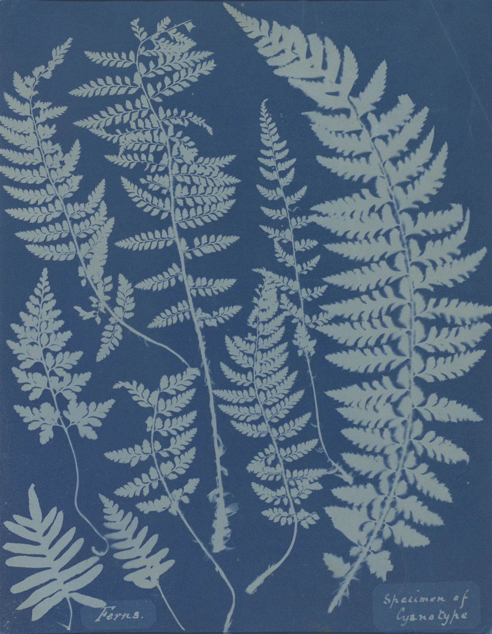 Ferns — Specimen of Cyanotype — Anna Atkins