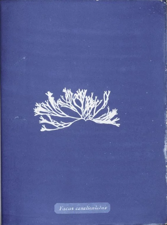 Fucus canaliculatus — Anna Atkins