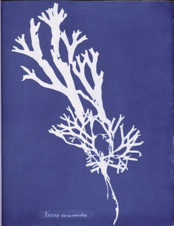 Fucus ceranoides — Anna Atkins
