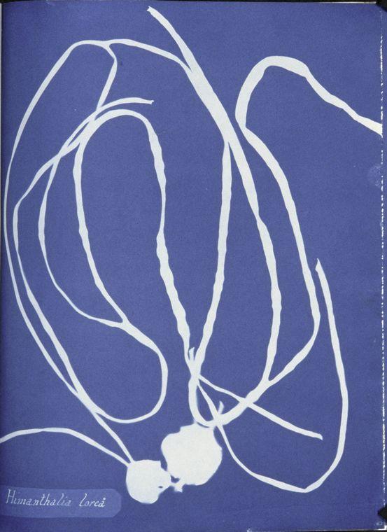 Himanthalia lorea (himanthale) — Anna Atkins