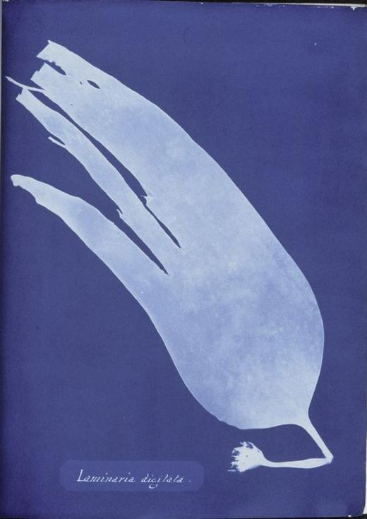 Laminaria digitata (laminaire à doigts) — Anna Atkins