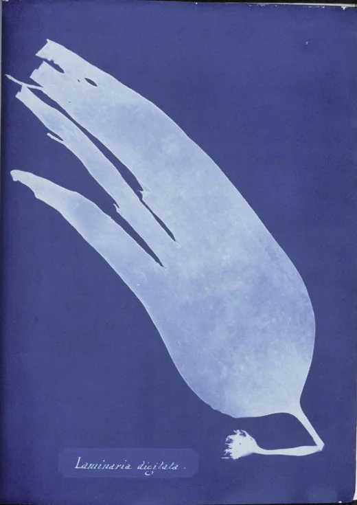 Laminaria digitata (laminaire à doigts) — Anna Atkins