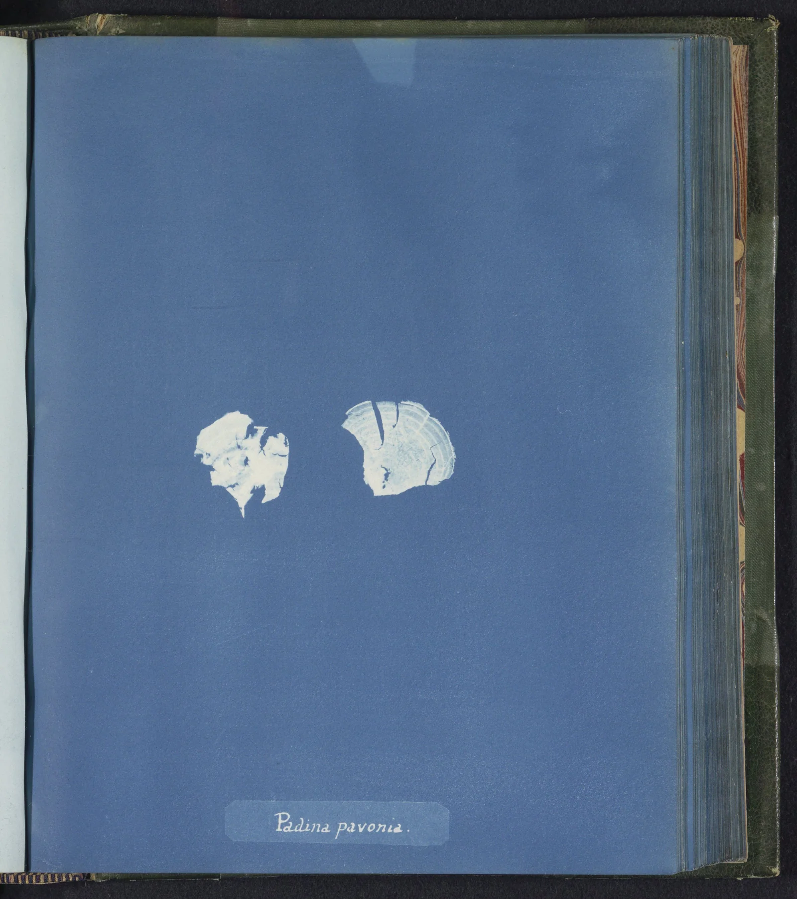 Padina pavonia — Anna Atkins