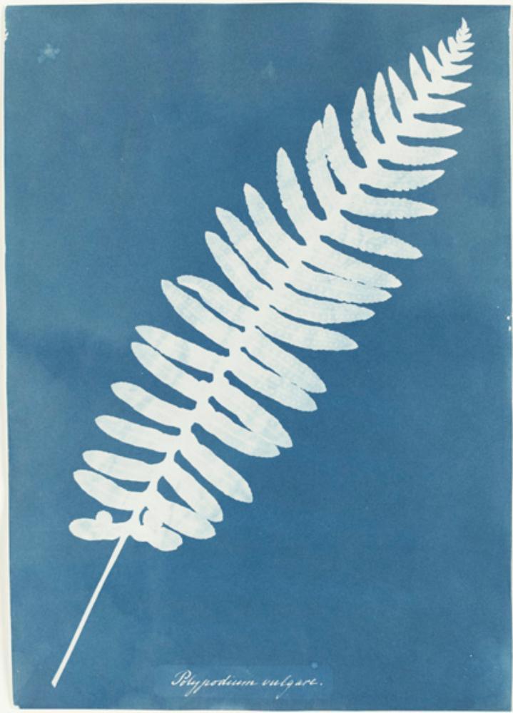Polypodium vulgare (Polypode commun) — Anna Atkins