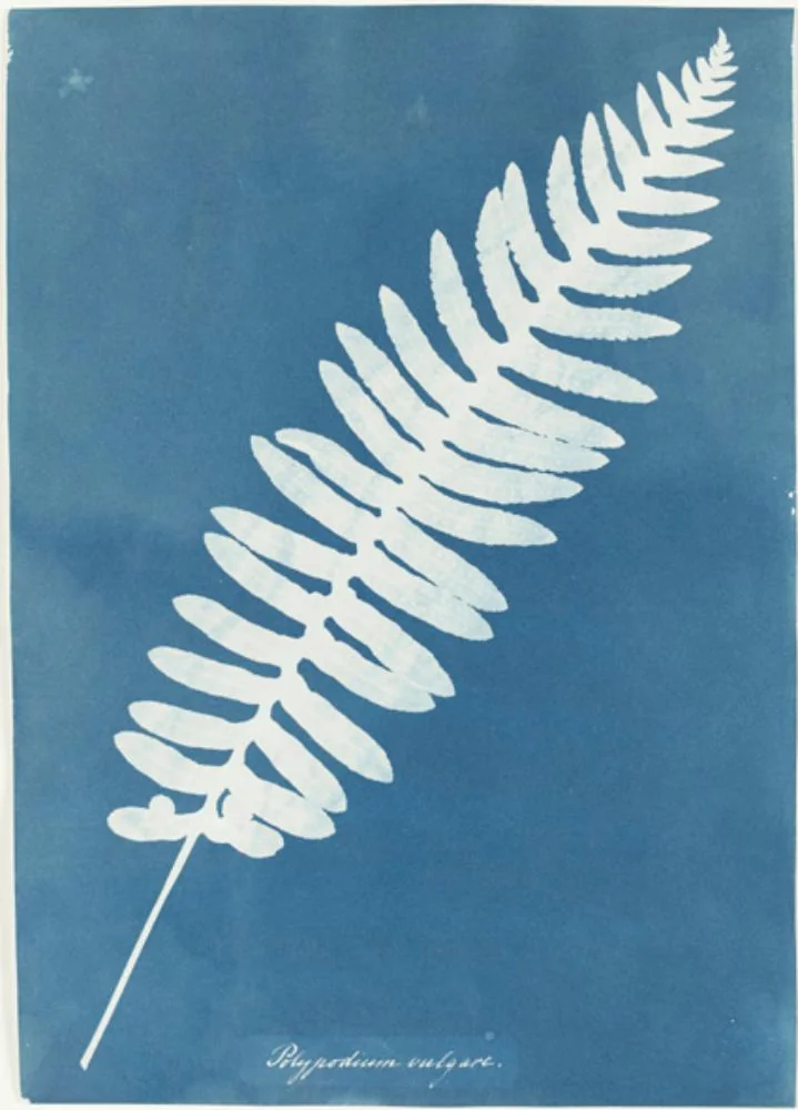 Polypodium vulgare — Anna Atkins