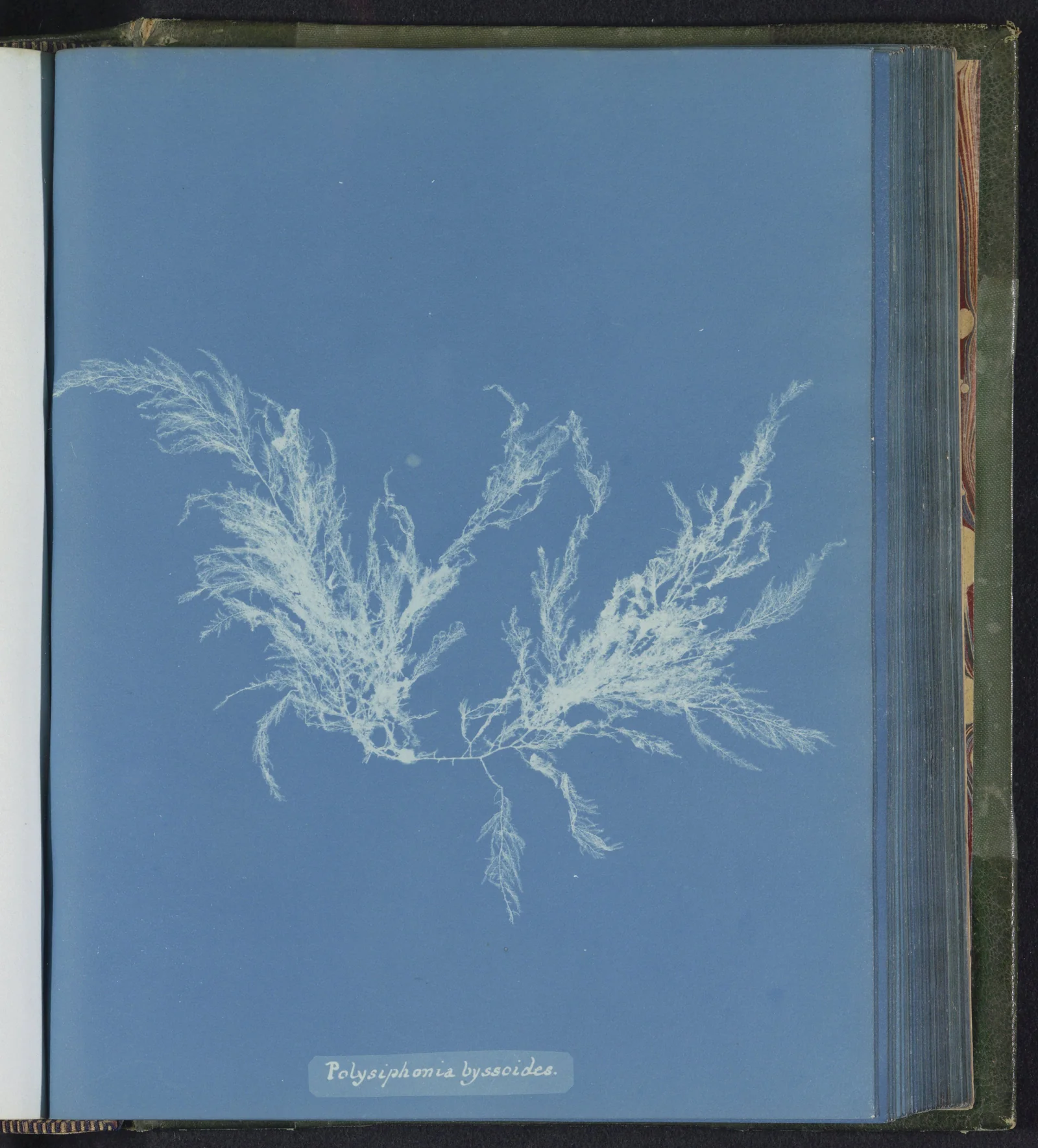 Polysiphonia byssoides — Anna Atkins