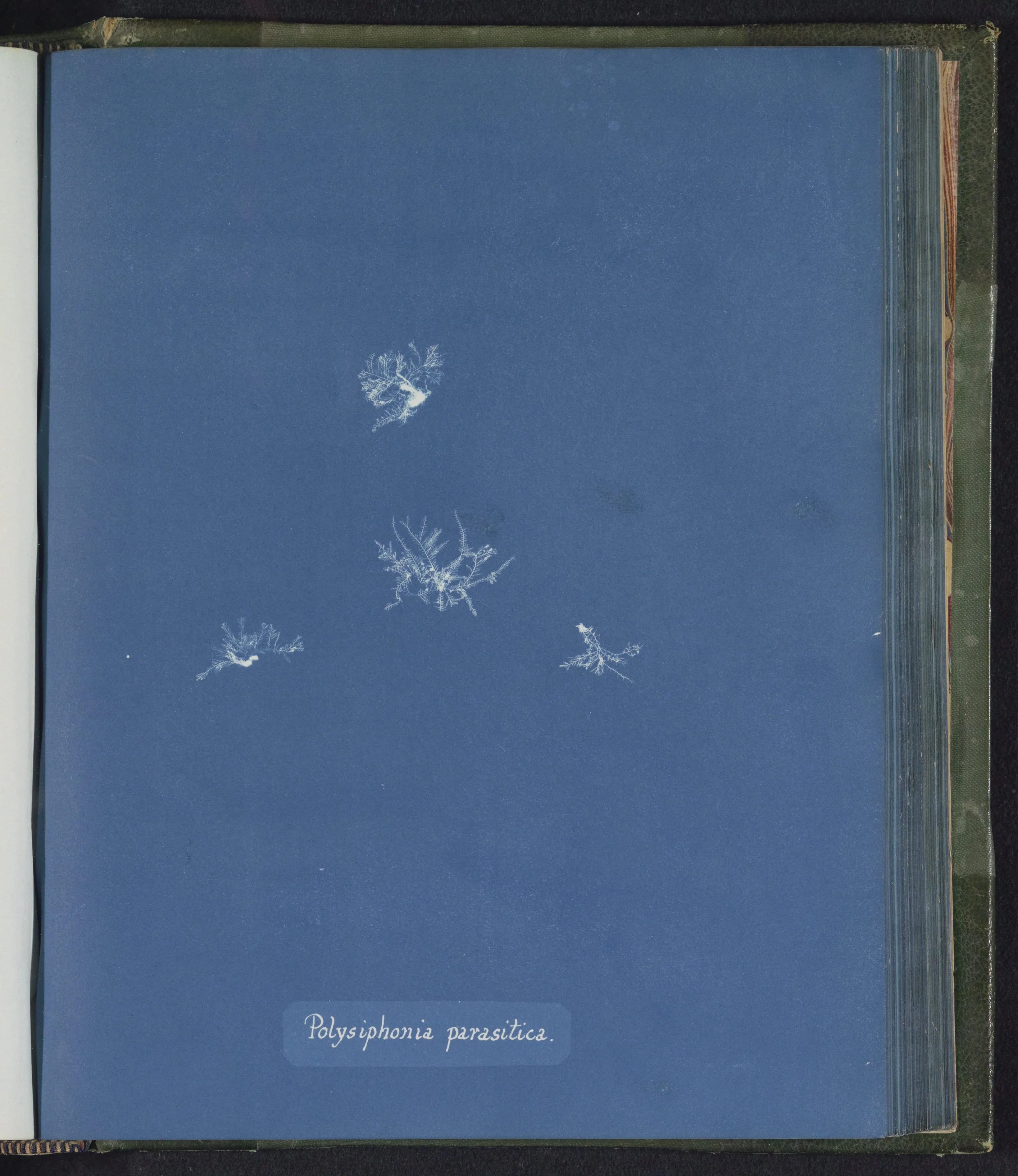 Polysiphonia parasitica — Anna Atkins