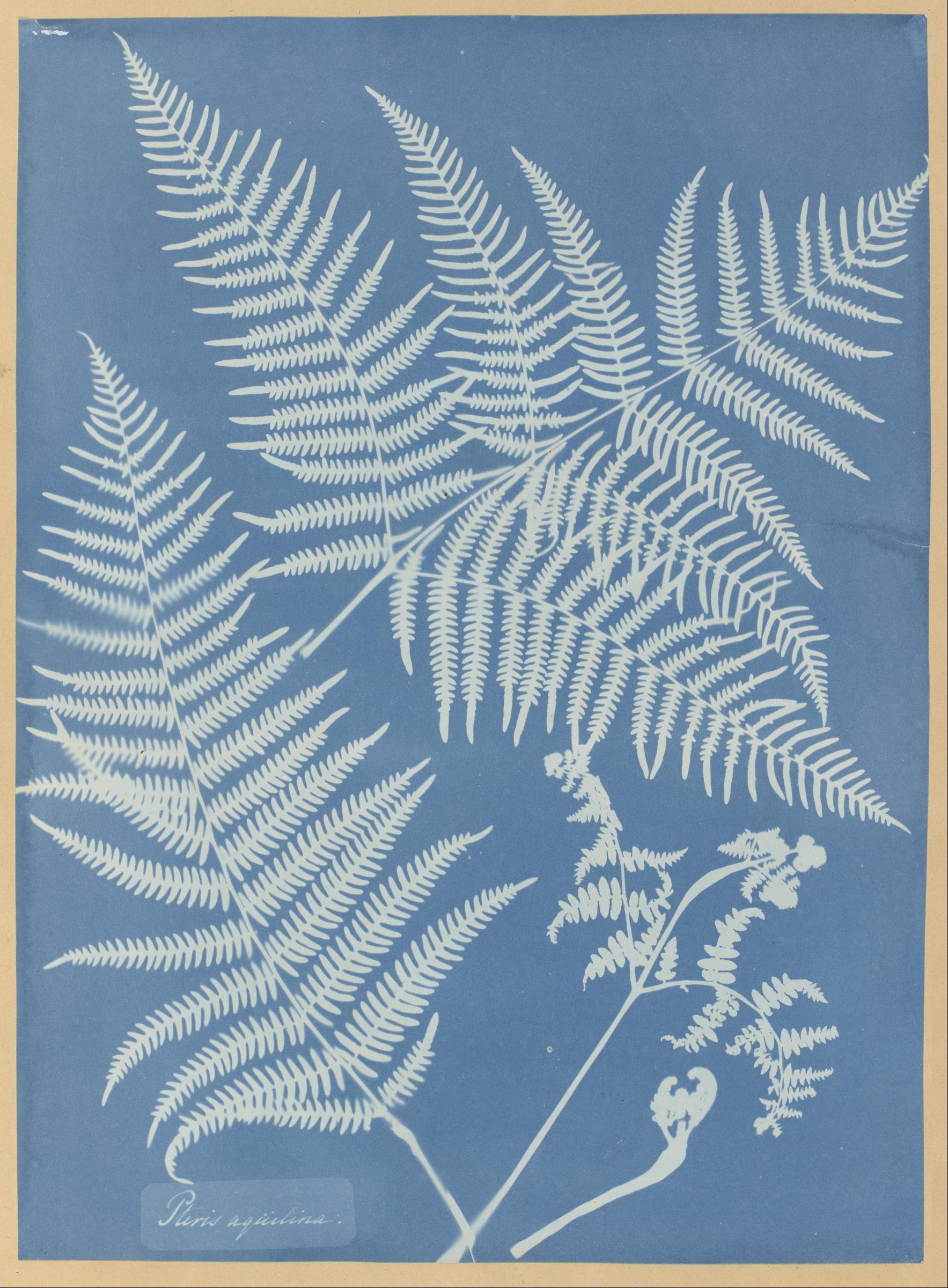 Pteris aquilina (fougère-aigle) — Anna Atkins
