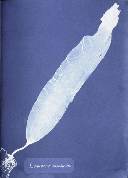Saccharina latissima (laminaire sucrée) — Anna Atkins
