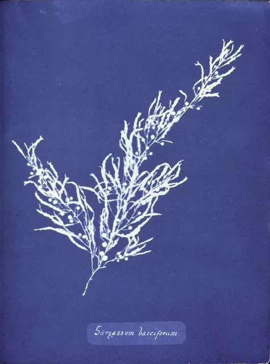 Sargassum bacciferum — Anna Atkins