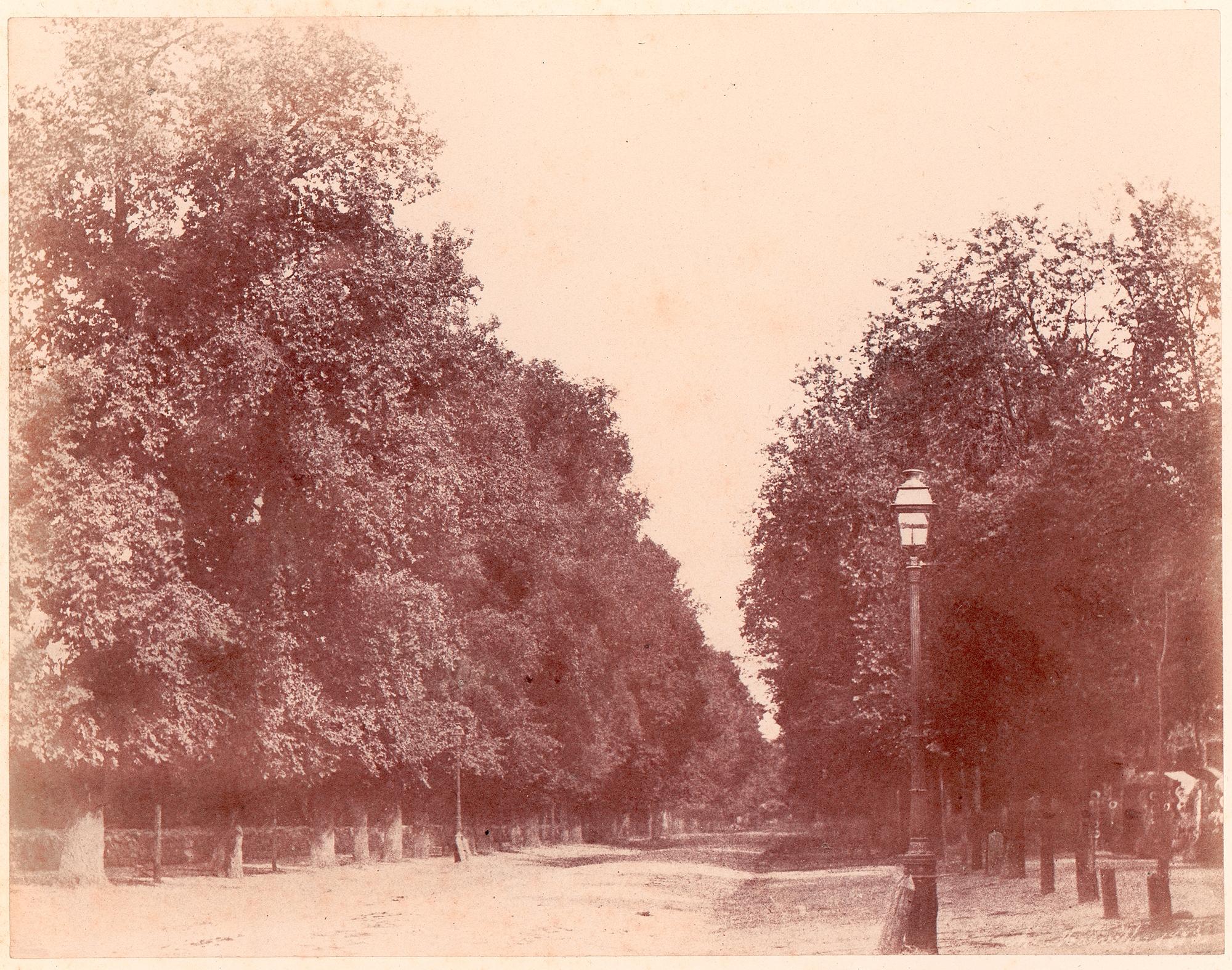 Allée bordée d'arbres — Charles Marville