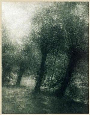 Étude d'arbre — Constant Puyo