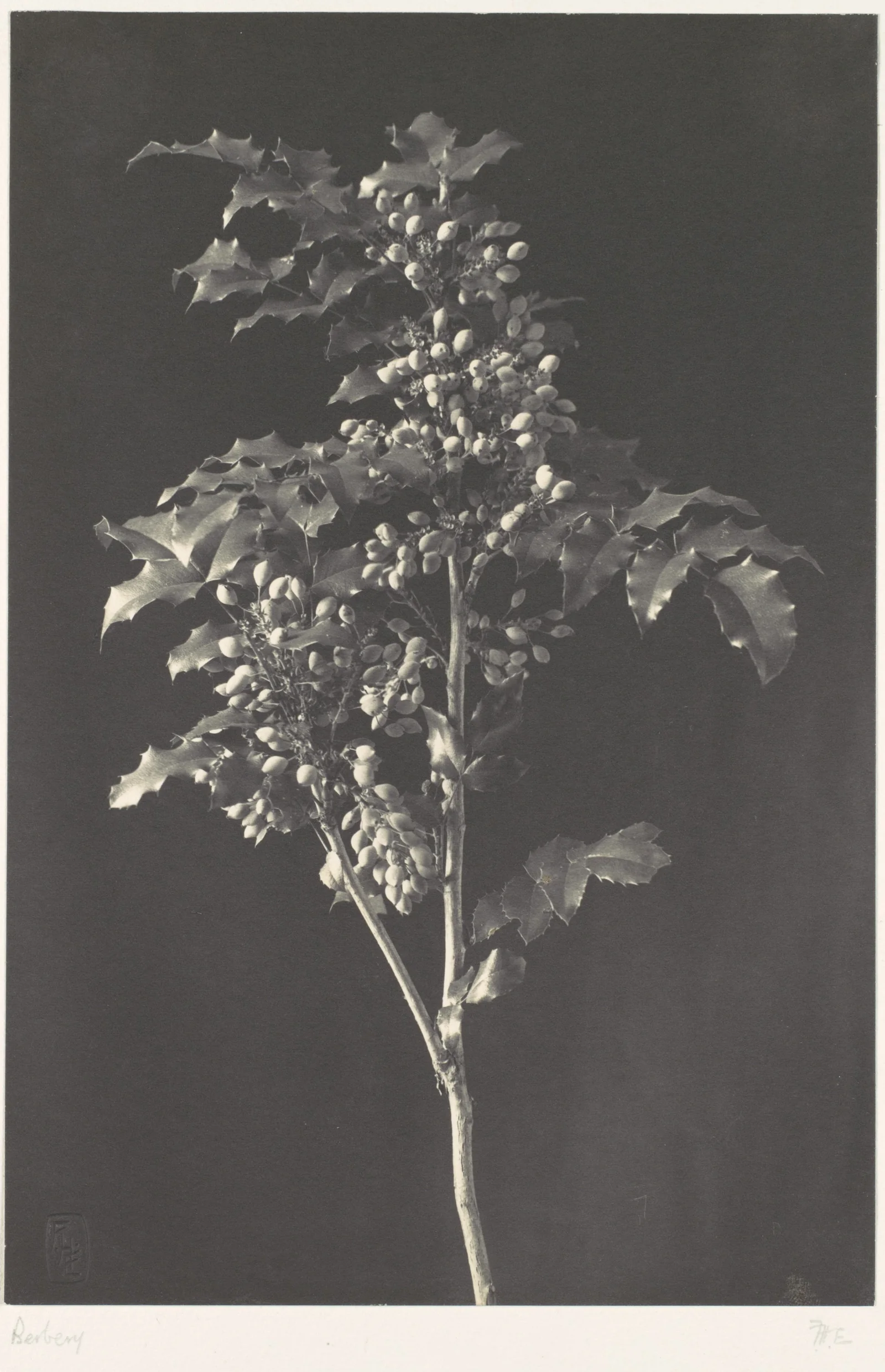 Une tige de berbéris — Frederick H. Evans