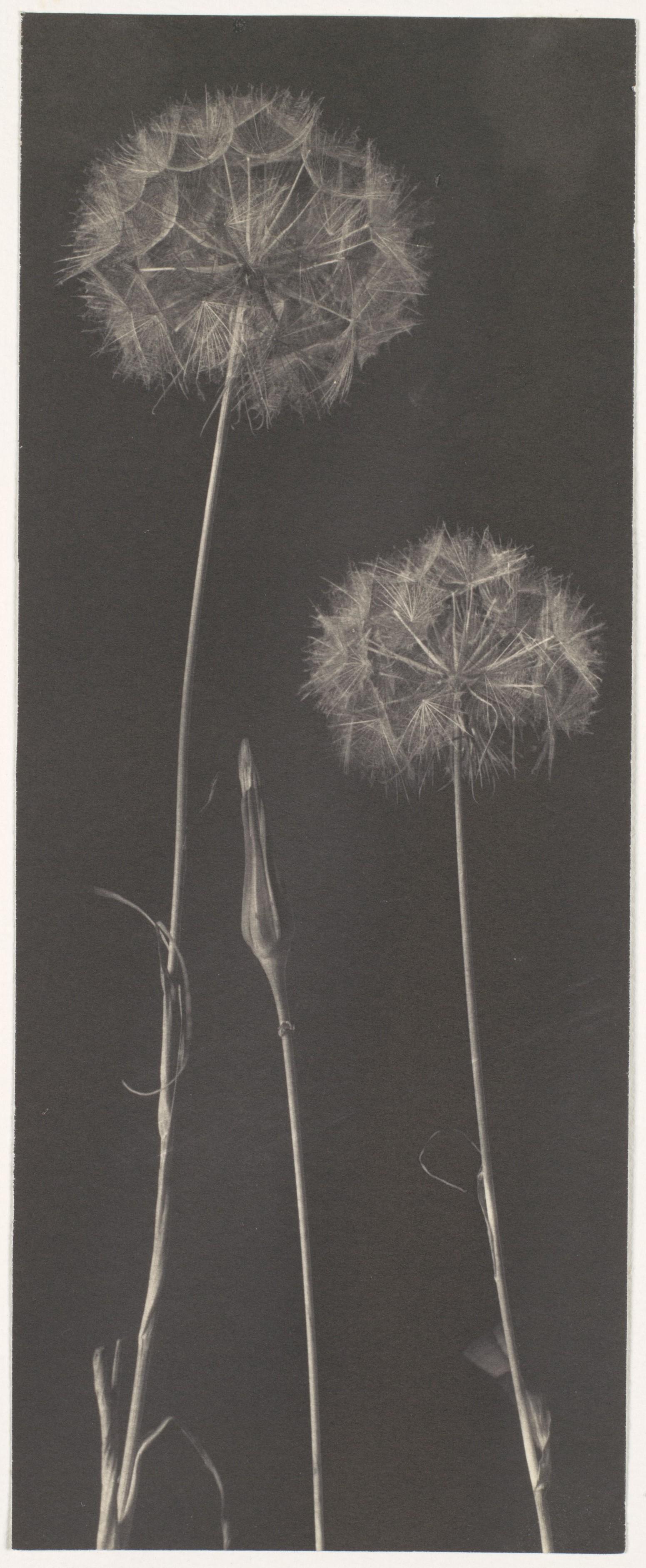 Pissenlits — Frederick H. Evans