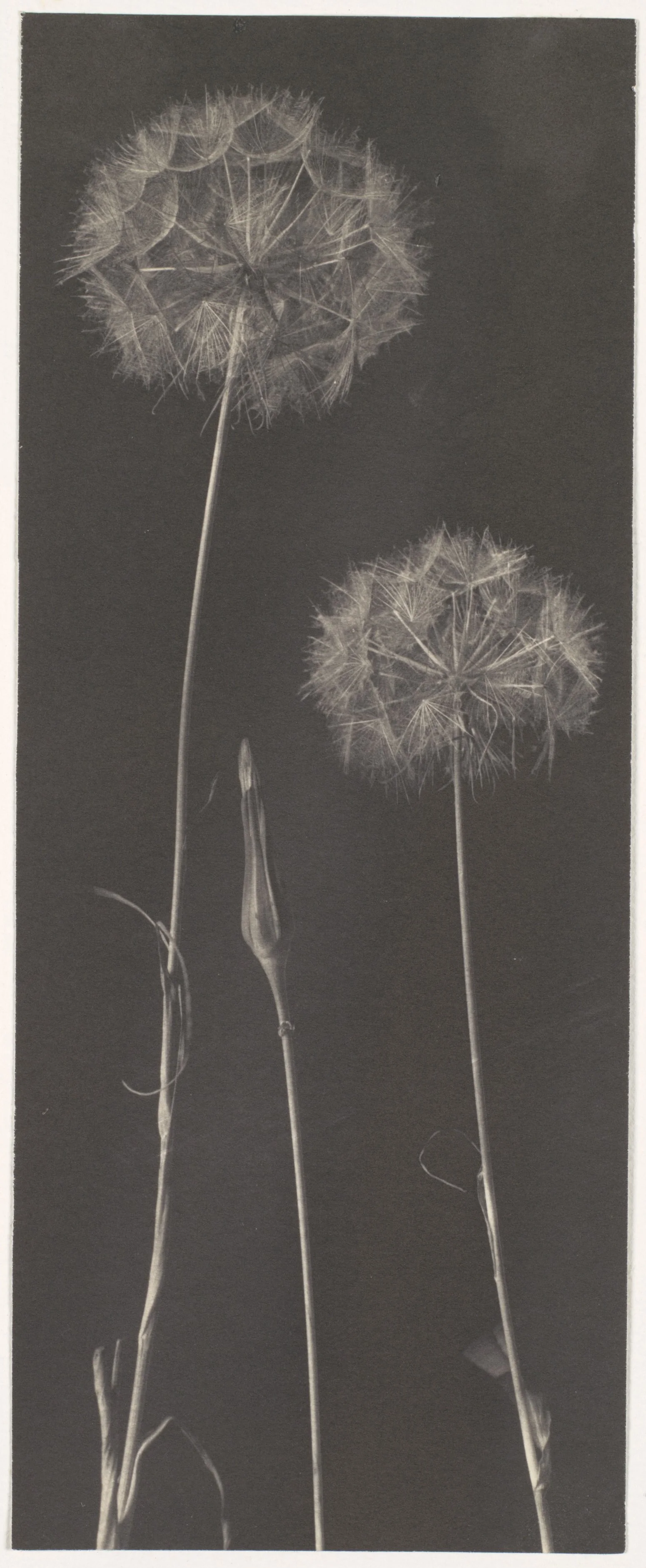 Pissenlits — Frederick H. Evans