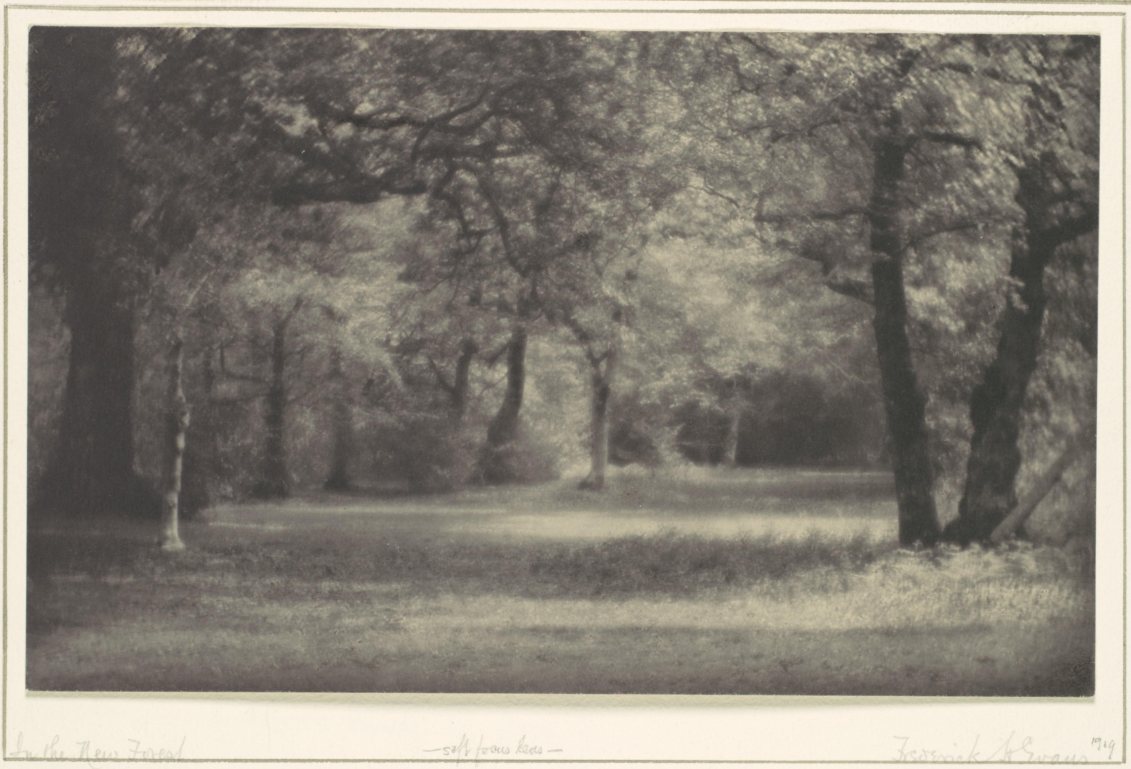Dans la New Forest — Frederick H. Evans
