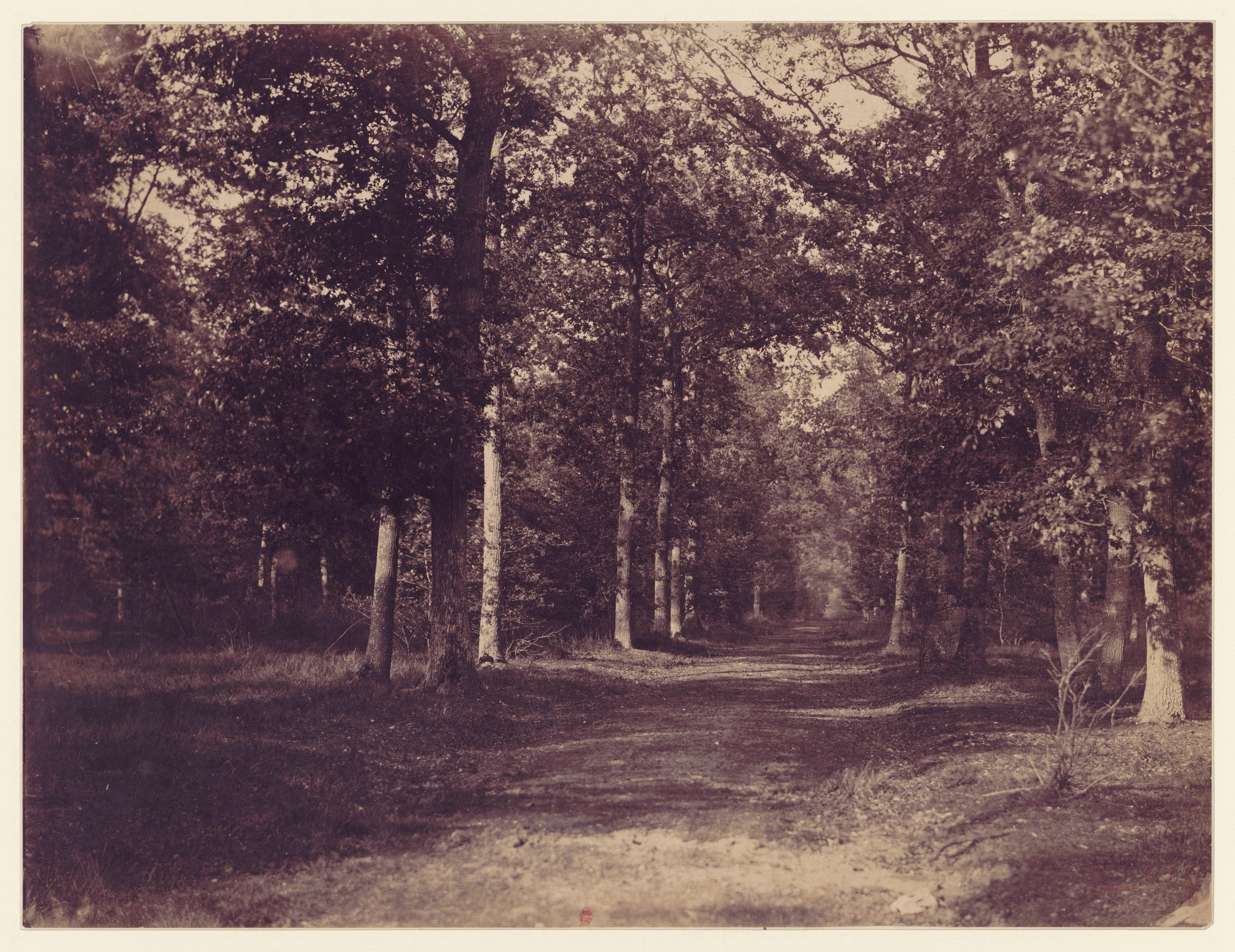 Allée dans la forêt de Fontainebleau — Gustave Le Gray