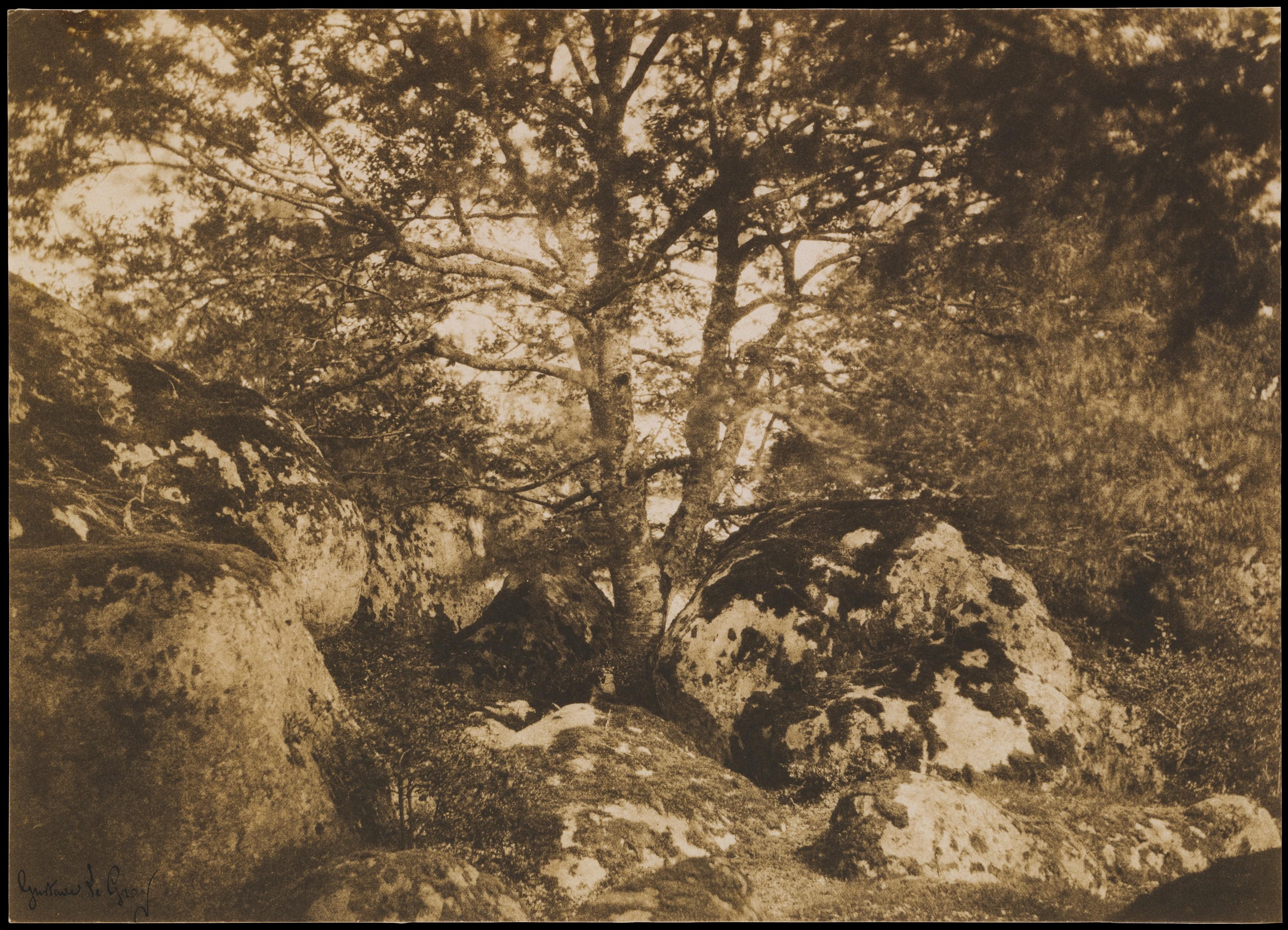 Chêne et rochers, forêt de Fontainebleau — Gustave Le Gray