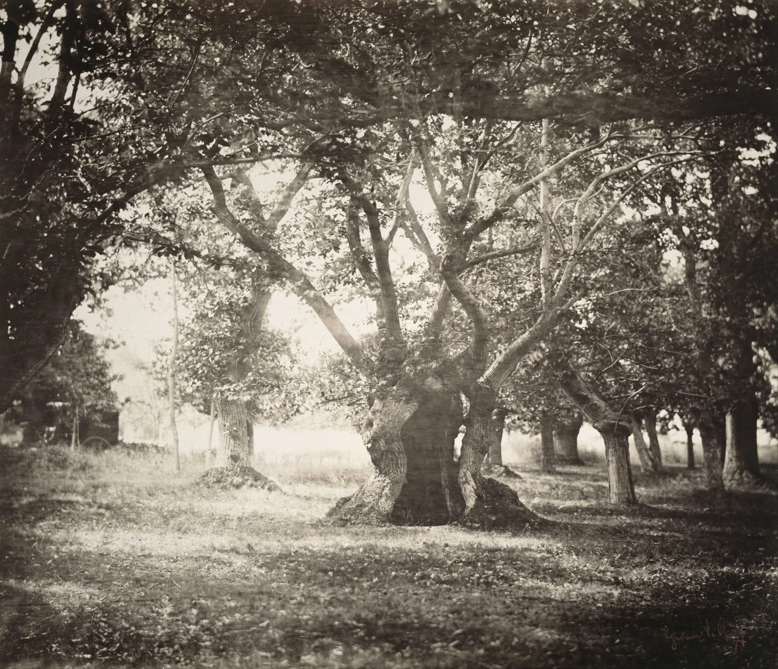Arbre, forêt de Fontainebleau — Gustave Le Gray