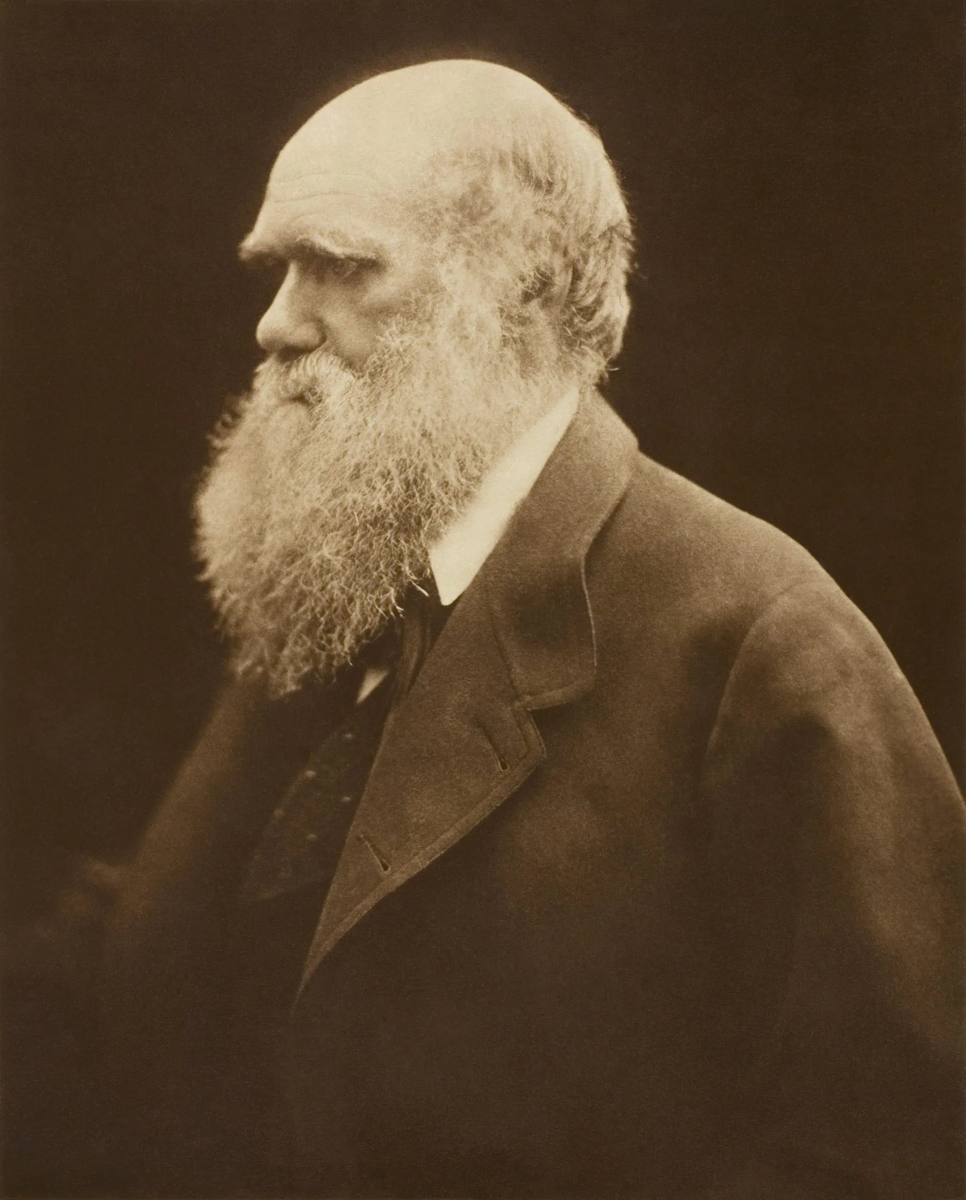 Portrait de Charles Darwin — Julia Margaret Cameron