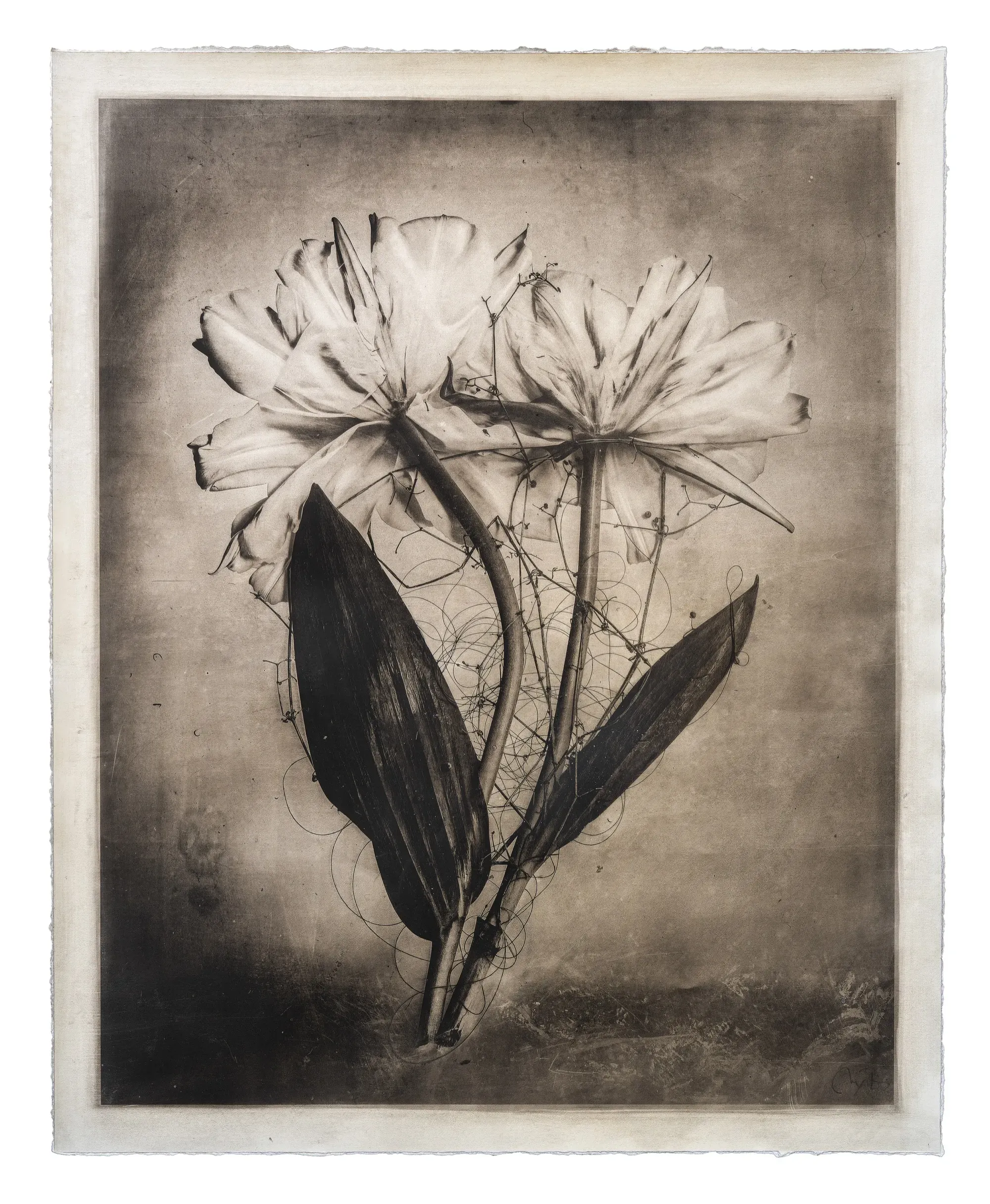 Aibo — Gélatine, noir d'ivoire, résine de pin — Max Ruiz — 130 × 100 cm